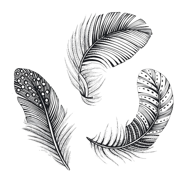 Vector vector collection of three natural bird feathers hand drawn vector illustration