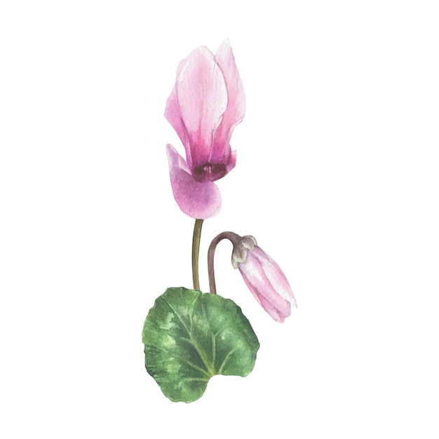 Vector composition of cyclamen flowers and leaves in watercolor botanical style