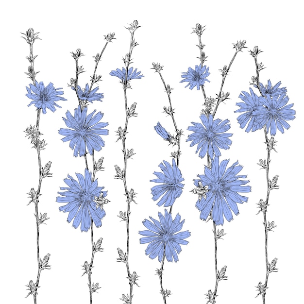 Vector composition with flowers of chicory on a white background