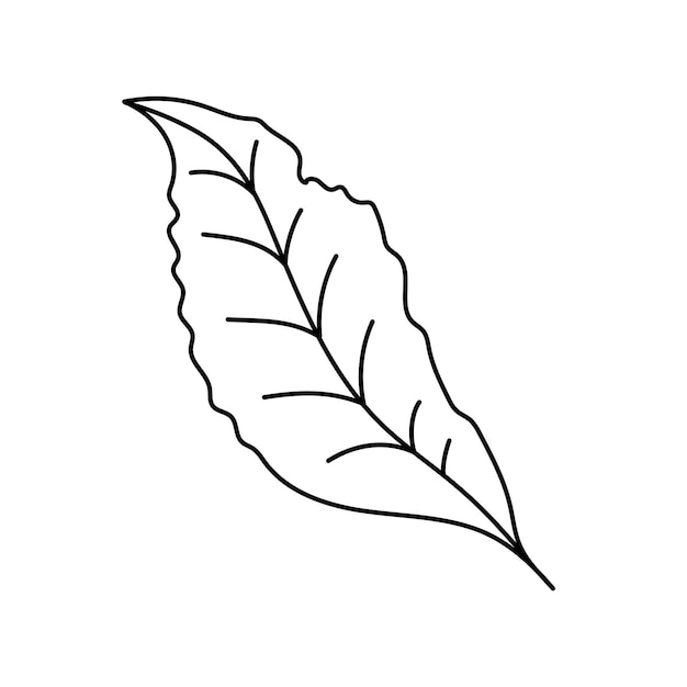 Vector Contour black and white drawing of a leaf