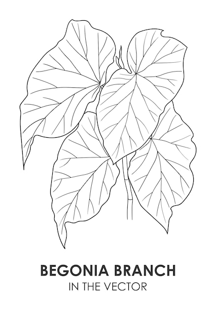 VECTOR CONTOUR DRAWING OF A BEGONIA TWIG ON A WHITE BACKGROUND