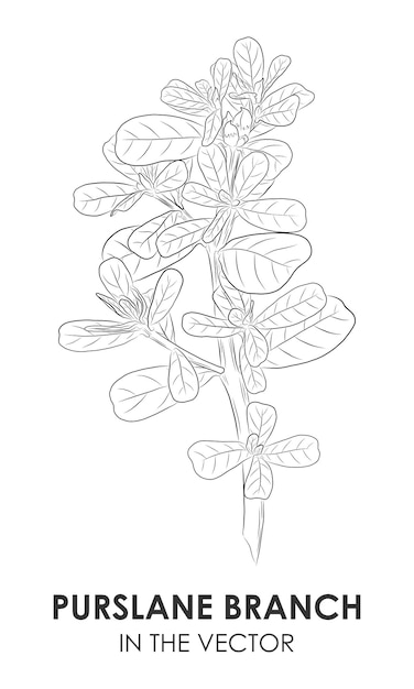 VECTOR CONTOUR DRAWING OF A SPRIG OF PURSLANE ON A WHITE BACKGROUND