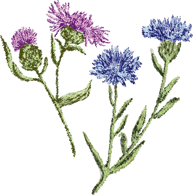 Vector vector contour scriblbe drawings of wild cornflowers