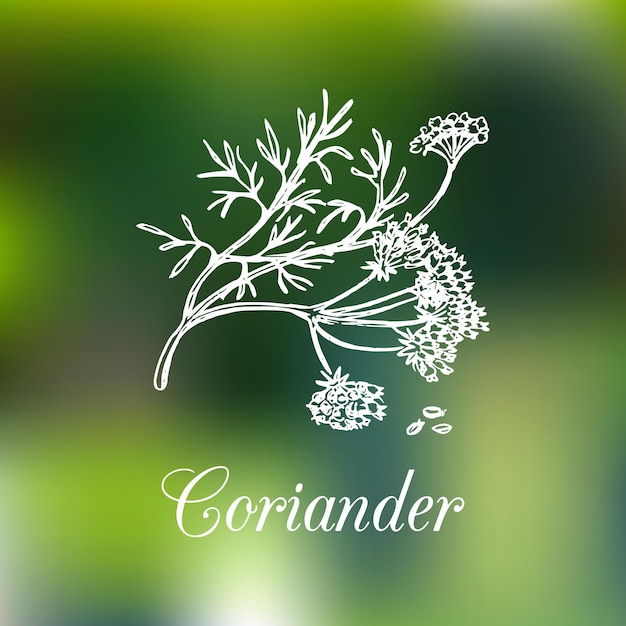 Vector coriander illustration with seeds and flowers Hand drawn botanical sketch of Chinese parsley Spice plant Coriandrum isolated on blur background