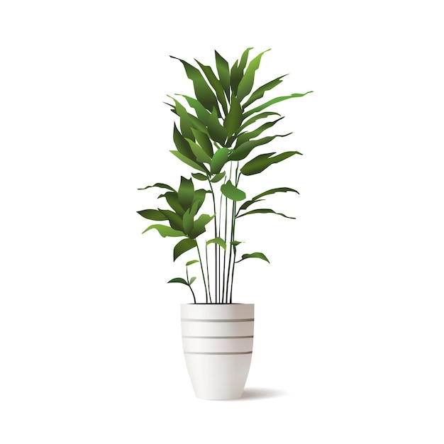 Vector d indoor calathea plant in ceramic pot