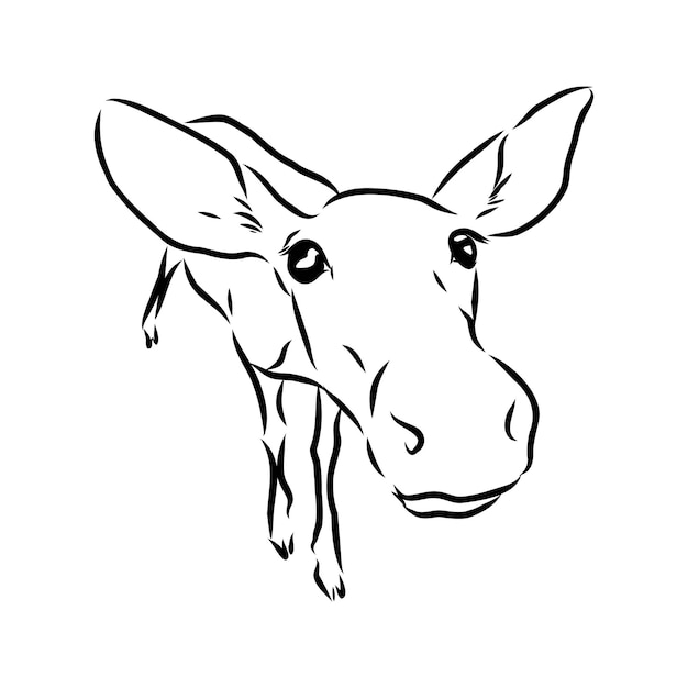 Vector - Deer - hand draw , isolated on background