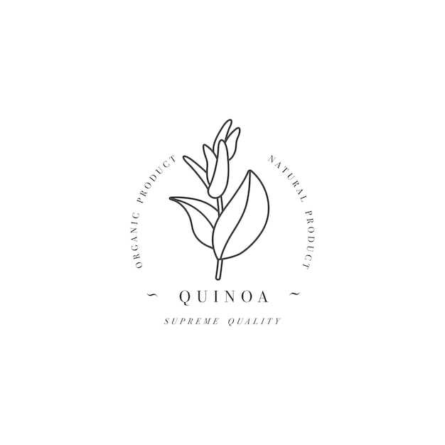 Vector design element and icon in linear style - quinoa - healthy eco food. Organic ingredient. Logo sign.