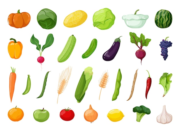 Vector detailed vegetables and fruits