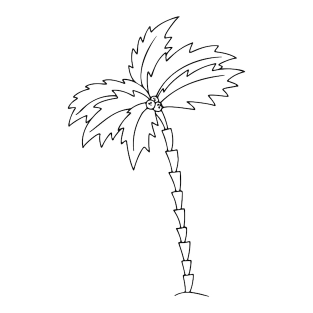 vector doodle illustration of palm tree