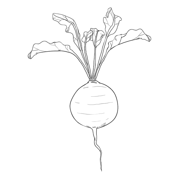 Vector Doodle Sketch Beetroot