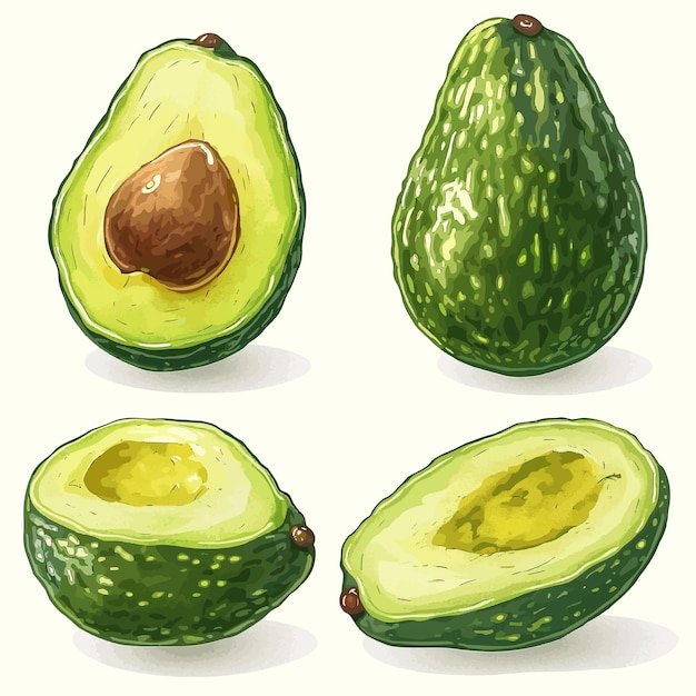 vector a drawing of avocado with a cut