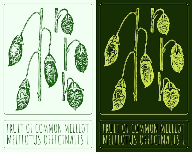 Vector drawing FRUIT OF COMMON MELILOT Hand drawn illustration Latin name is MELILOTUS OFFICINALIS L