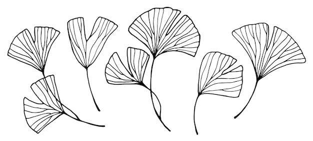 vector drawing set of ginkgo leaves minimalistic modern line drawing graphics sketch tropical