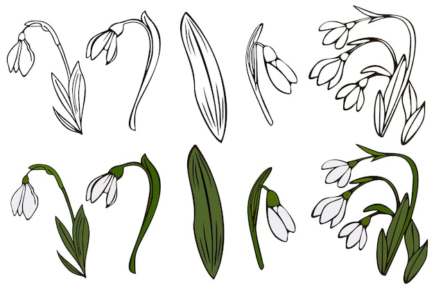 Vector drawing of snowdrops Snowdrops for decoration and design