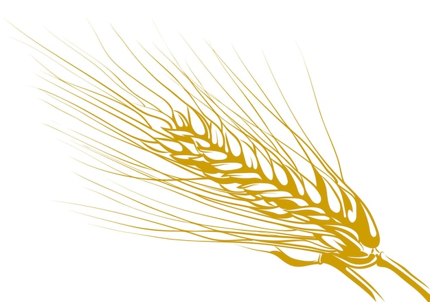 Vector drawing of wheat, isolated on white background.