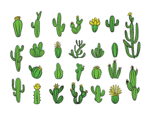 Vector drawing with various cacti. Natural hand drawing with desert plants.Vector illustration