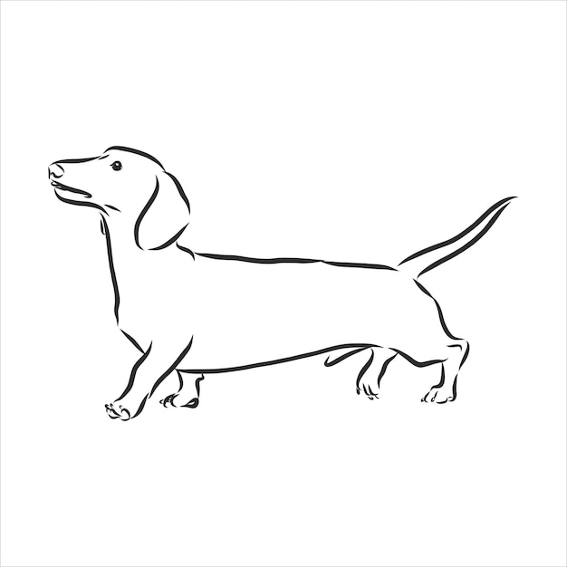 Vector drawings sketch drawn dachshund in ink by hand , objects with no background