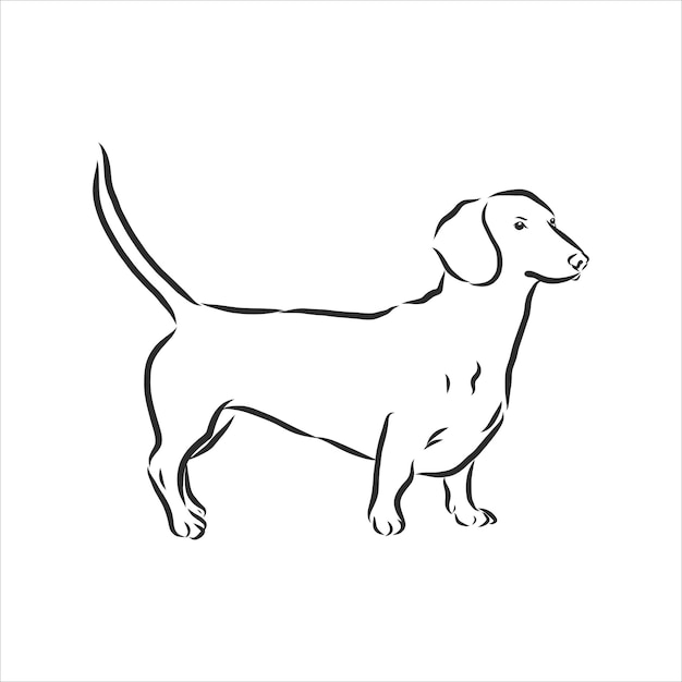 Vector drawings sketch drawn dachshund in ink by hand , objects with no background