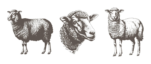 Vector engraving of a domestic cattle side view whole body sheep lamb or goat grazing used for fur