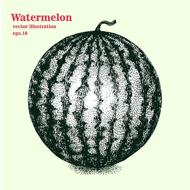 Vector vector engraving illustration of highly detailed hand drawn isolated watermelon. retro style