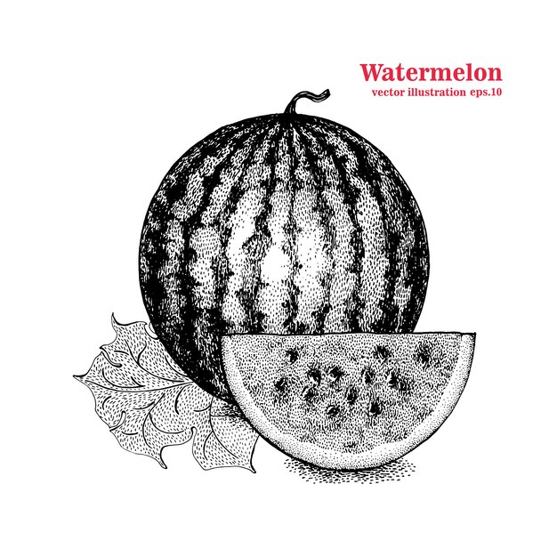 Vector vector engraving illustration of highly detailed hand drawn watermelon and slice. retro style