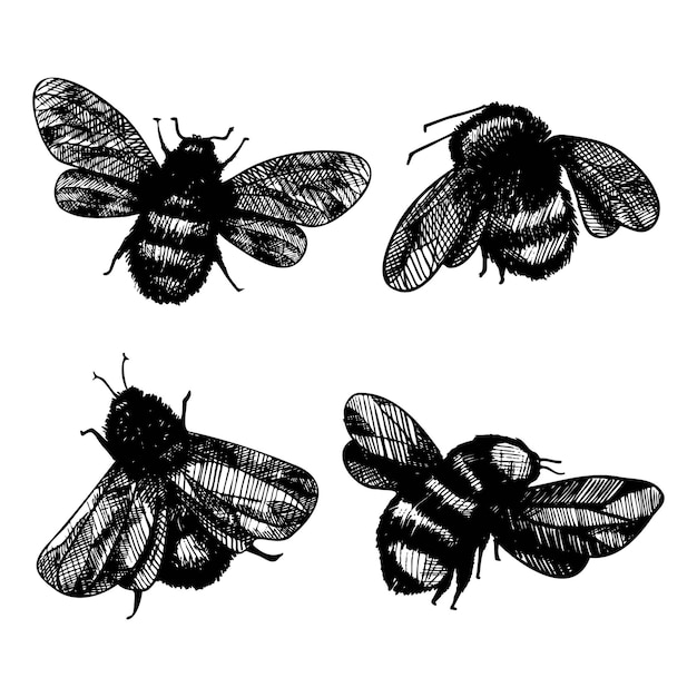 Vector engraving illustration of honey bee on white background