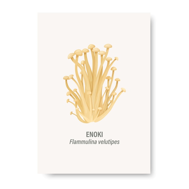 Vector Enoki Mushroom Isolated on White Card with Hand Drawn Cartoon Enokitake Mushrooms Design Template Clipart Flammulina Velutipes Mushroom Set