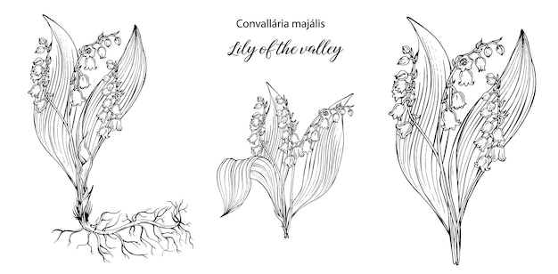 Vector floral black and white compositions with Lily of the valley flowers.