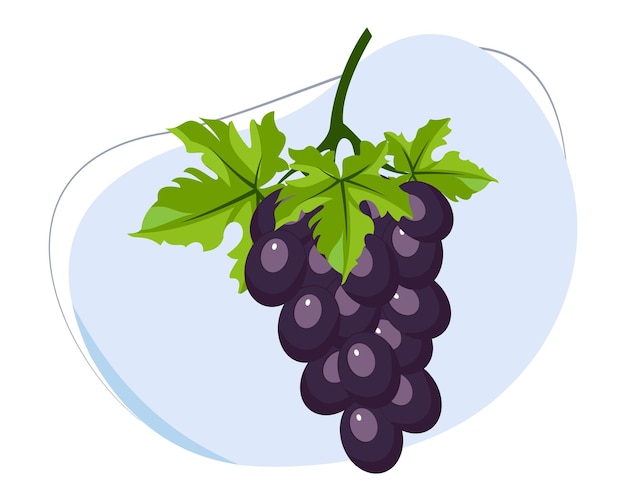 vector fresh purple grapes vector purple grapes cartoon