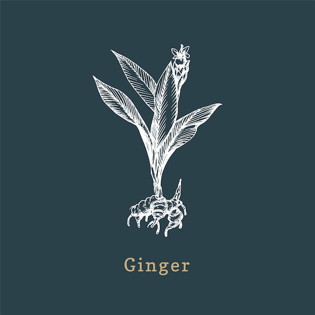 Vector Ginger sketch Drawn spice herb in engraving style Botanical illustration of organic eco plant Used for farm sticker shop label etc