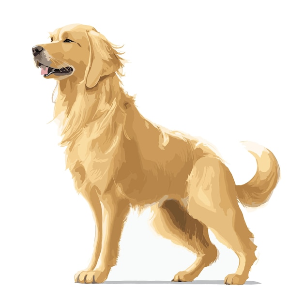 Vector Golden Retriever Dog animal clipart editable white background