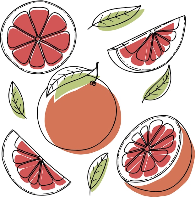 Vector grapefruit set grapefruit slice half whole and leaves Green abstract handdrawn citrus