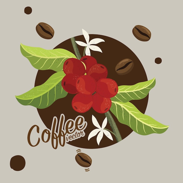 Vector graphic coffee tree plantation, branch, leaf, bean.