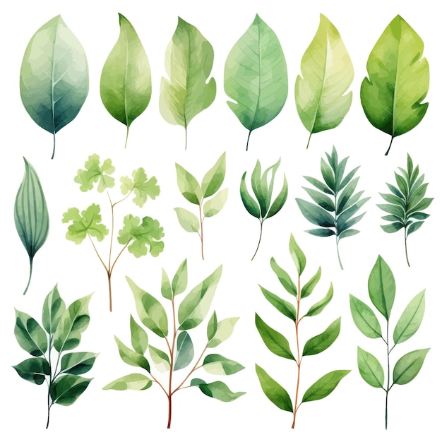 vector green leaves vector watercolor set