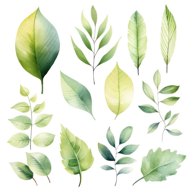 vector green leaves vector watercolor set