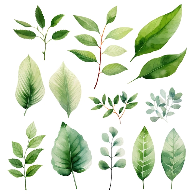 vector green leaves vector watercolor set