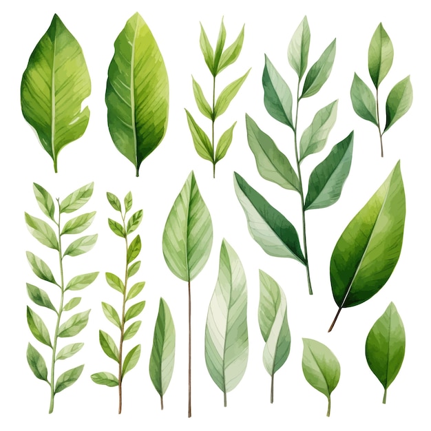 vector green leaves vector watercolor set