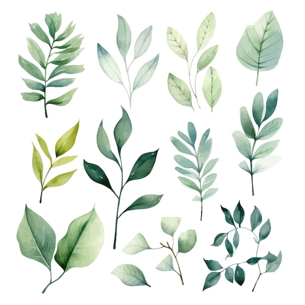 vector green leaves vector watercolor set