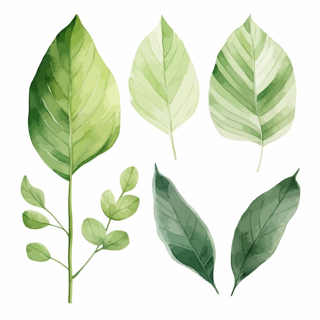 vector green leaves vector watercolor set