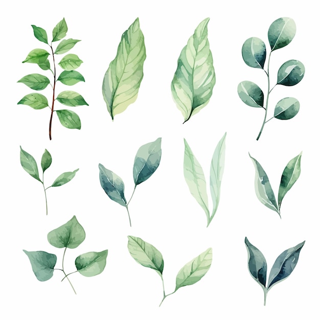 vector green leaves vector watercolor set