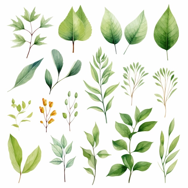 vector green leaves vector watercolor set