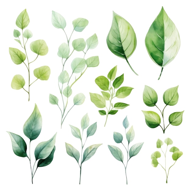 vector green leaves vector watercolor set