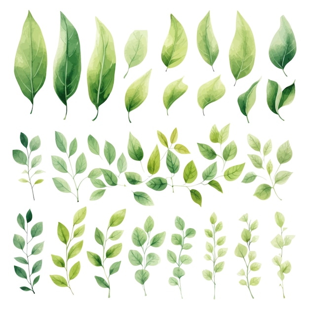 vector green leaves vector watercolor set