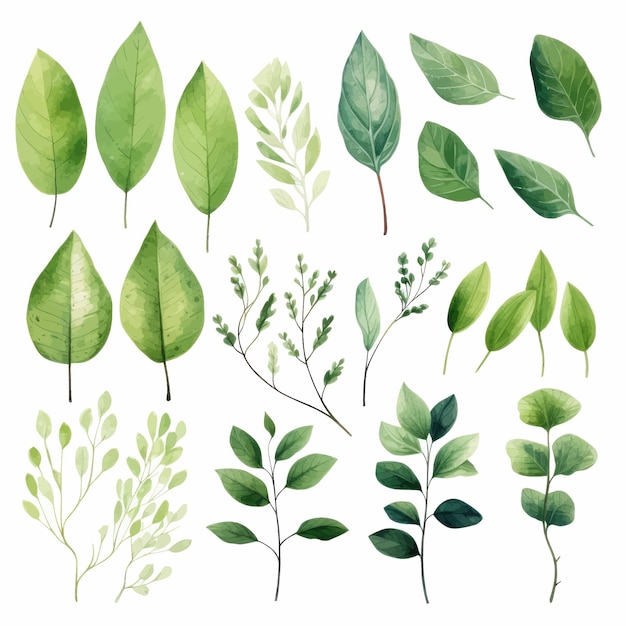 vector green leaves vector watercolor set