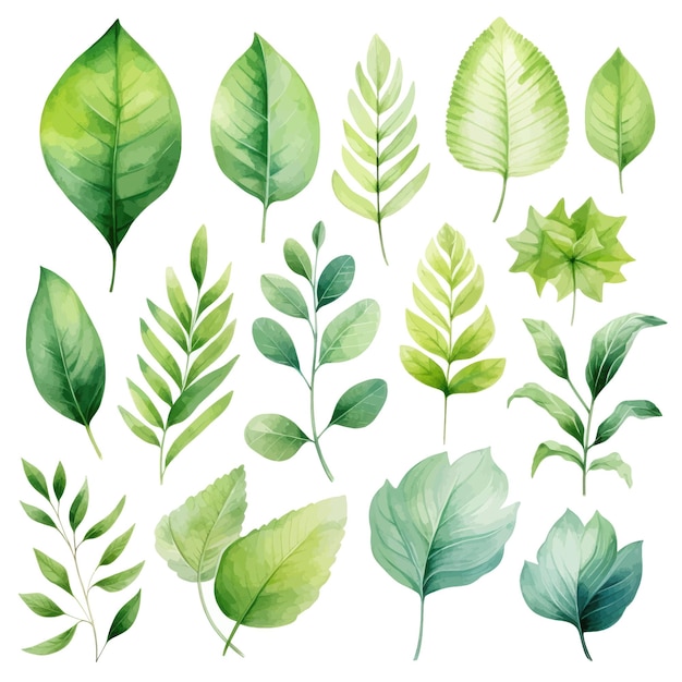 vector green leaves vector watercolor set