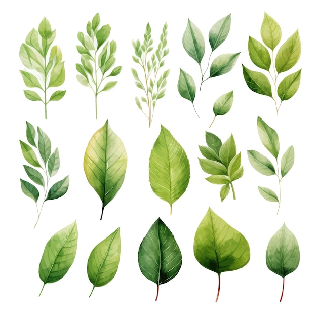 vector green leaves vector watercolor set