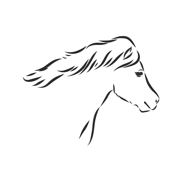 Vector hand drawing pony isolated on white background, pony horse, vector sketch illustration