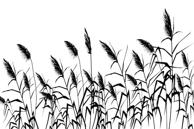 Vector hand drawing sketch with reeds.Cane silhouette on white background.