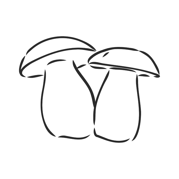 Vector hand drawing of wild mushrooms forest white mushroom vector sketch illustration