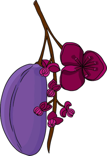 Vector hand drawn colored Purple Akebia Akebia quinata Akebi exotic fruit japanese berry of choco